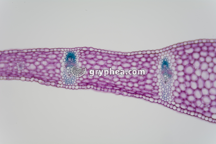 Feuille de Muguet CT x25 - gryphea.com